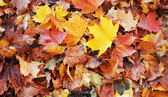 Que faire des feuilles de l'automne ?